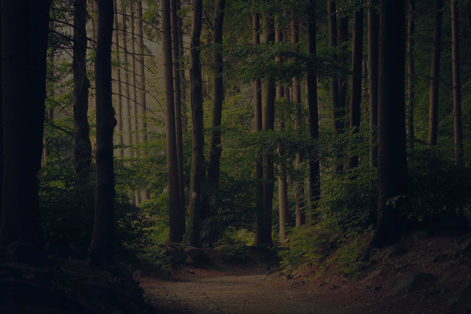 Campo enevoado ao amanhecer
